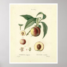 Vintage Peach Tree (Prunus persica) N.4 Poster