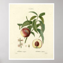 Vintage Peach Tree (Prunus persica) N.6 Poster
