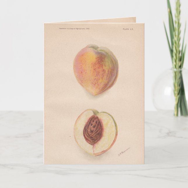 Vintage Peaches Greeting Card (Front)