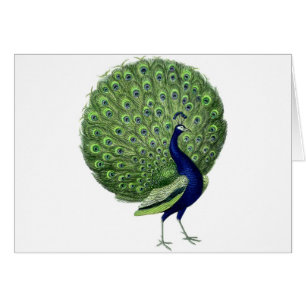 Vintage Peacock