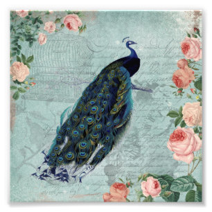 Vintage Peacock and Roses Illustration Photo Print