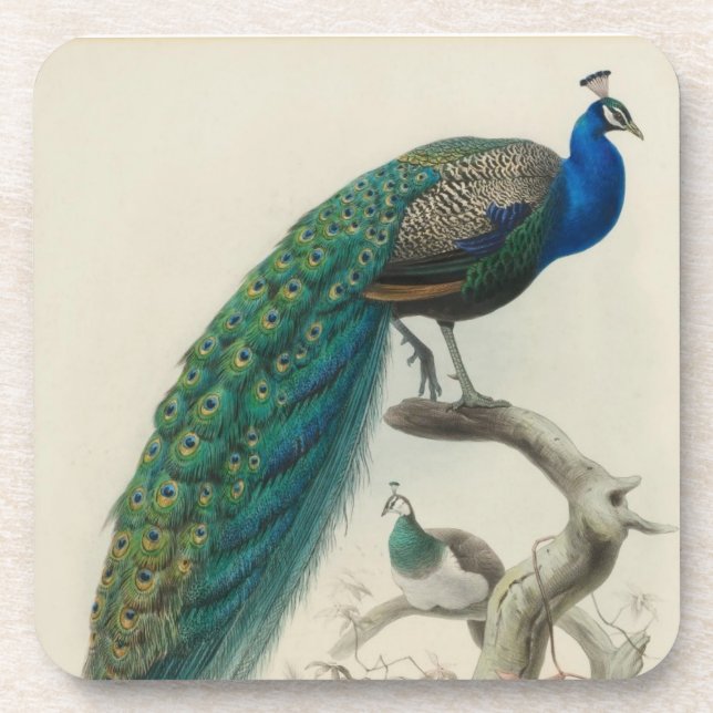 Vintage Peacock Coaster (Front)