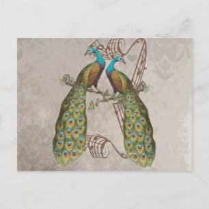 Vintage Peacock Grunge Damask Love Birds Postcard