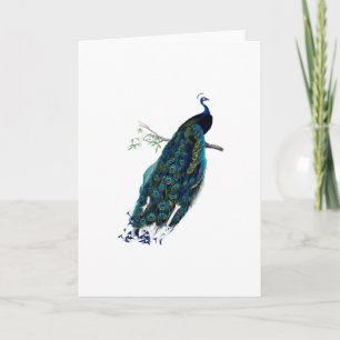 Vintage Peacock Illustration greeting Card