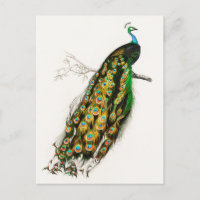 Vintage Peacock Illustration