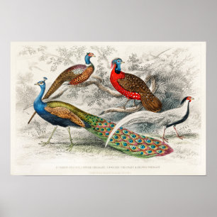 Vintage Peacock Illustration Poster