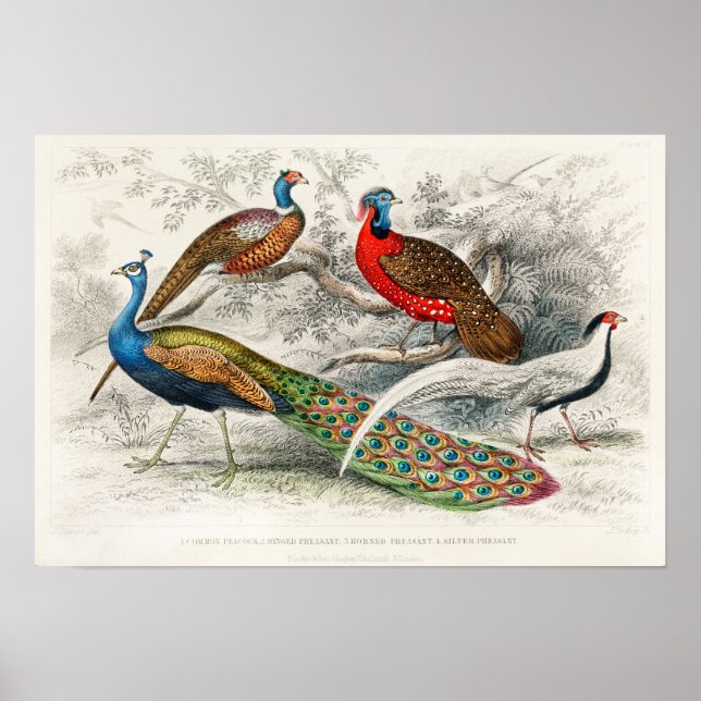 Vintage Peacock Illustration Poster (Front)