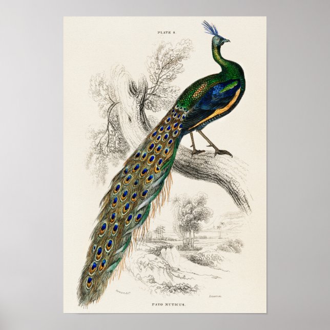 Vintage Peacock Illustration Poster (Front)