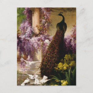 Vintage Peacock Postcard