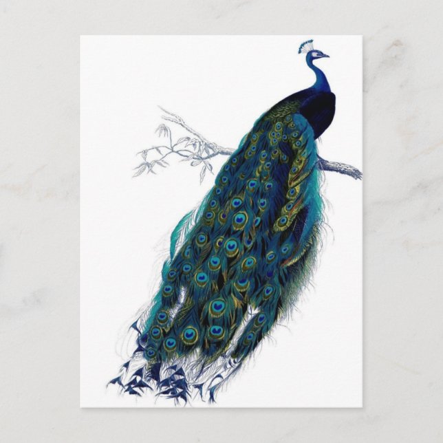 Vintage Peacock Postcard (Front)