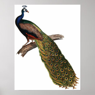 Vintage Peacock Poster