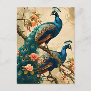 Vintage Peacock Splendour Postcard