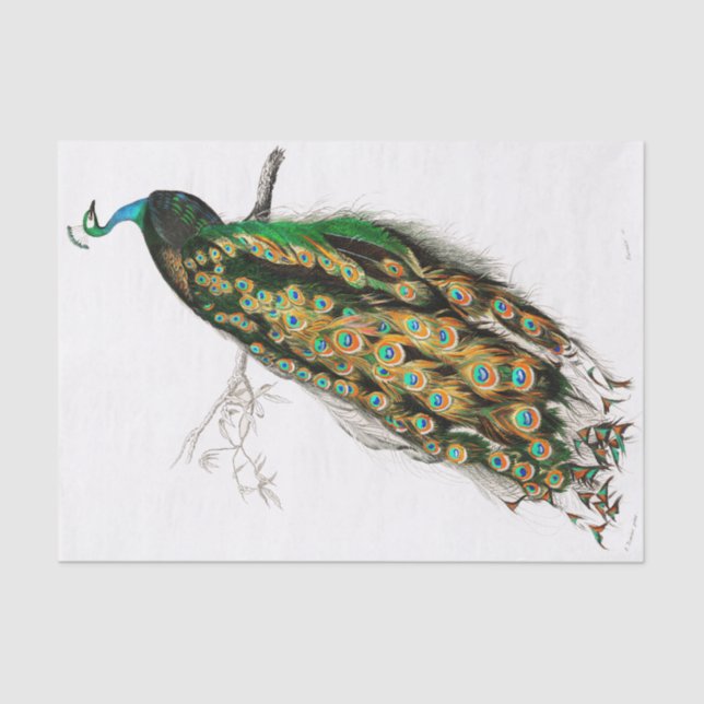 Vintage Peacock Tissue Paper (Front)