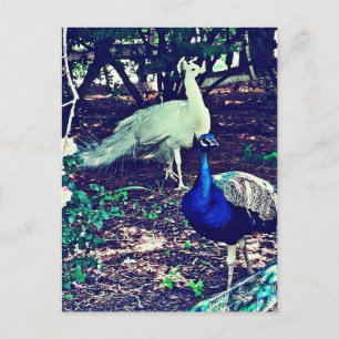 Vintage Peacocks Postcard