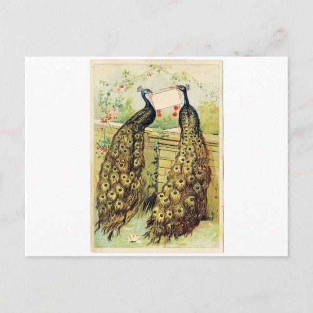 Vintage Peacocks Postcard (Front)