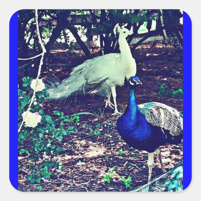 Vintage Peacocks Square Sticker (Front)