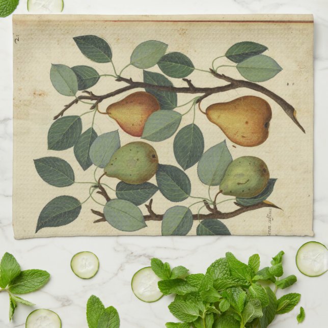 Vintage Pear Botanical Fruit Illustration Tea Towel (Folded)