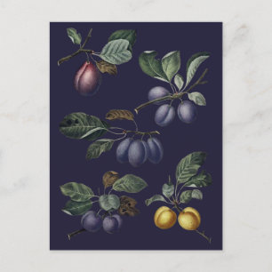 Vintage Pears and Plums Postcard