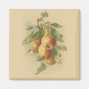 Vintage pears magnet