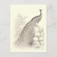 Vintage Pen and Ink Drawing of Peacock