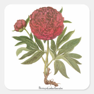 Vintage Peonies, Peony Flowers by Basilius Besler Square Sticker