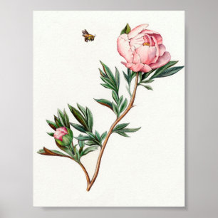 Vintage Peony Image Poster