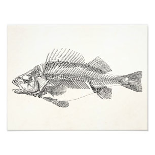 Vintage Perch Fish Skeleton - Fishes Template Photo Print