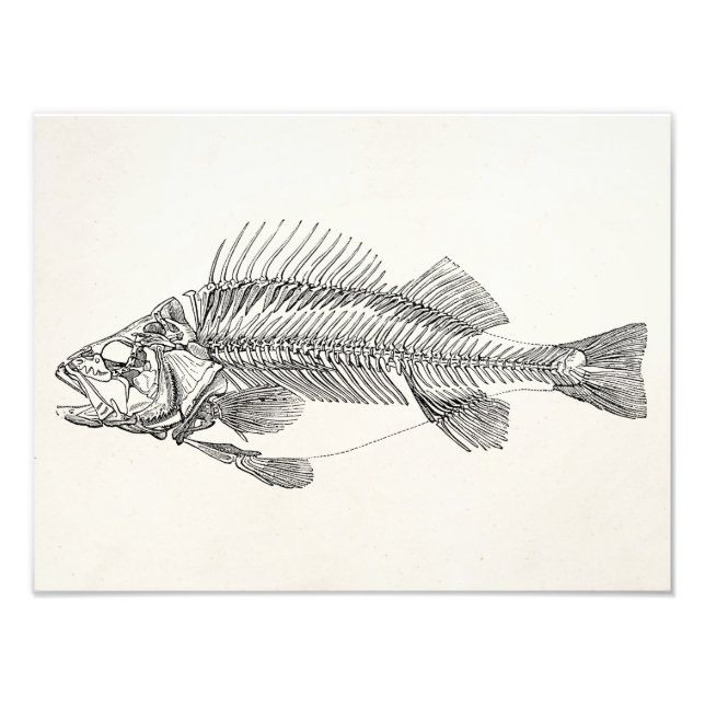 Vintage Perch Fish Skeleton - Fishes Template Photo Print (Front)
