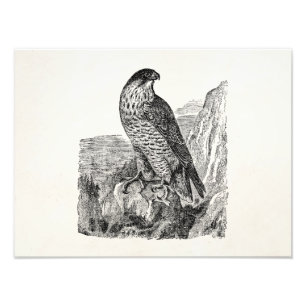Vintage Peregrine Falcon Personalised Retro Birds Photo Print