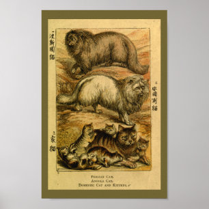 Vintage Persian Angola Cat Natural History Print