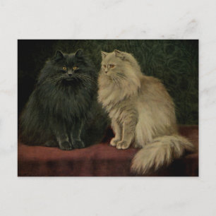 Vintage Persian Cat Postcard
