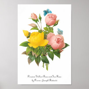 Vintage Persian Yellow Rose Tea Roses by Redoute Poster