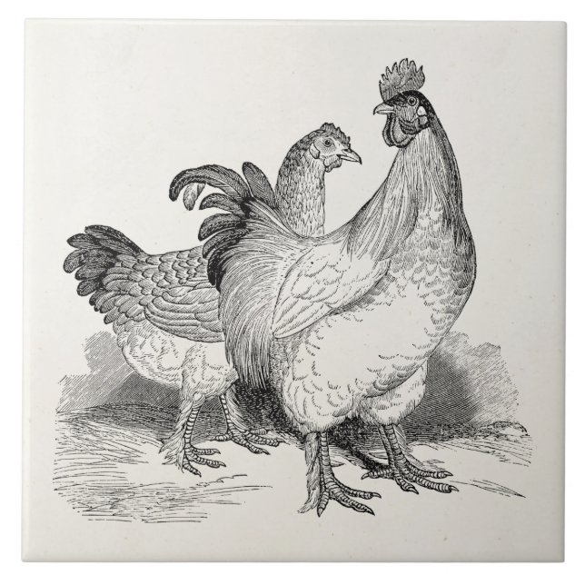 Vintage Personalised Chicken Rooster Cochin Birds Tile (Front)