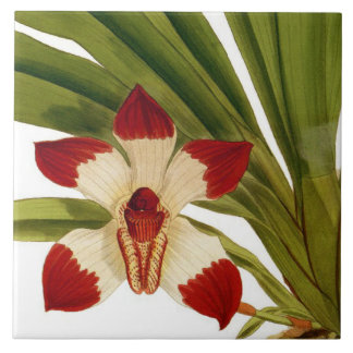 Vintage Pescatorea Klabochorum Rare Orchid Flower Ceramic Tile