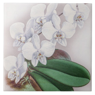 Vintage Phalaenopsis Casta Rare Orchid Flower Ceramic Tile