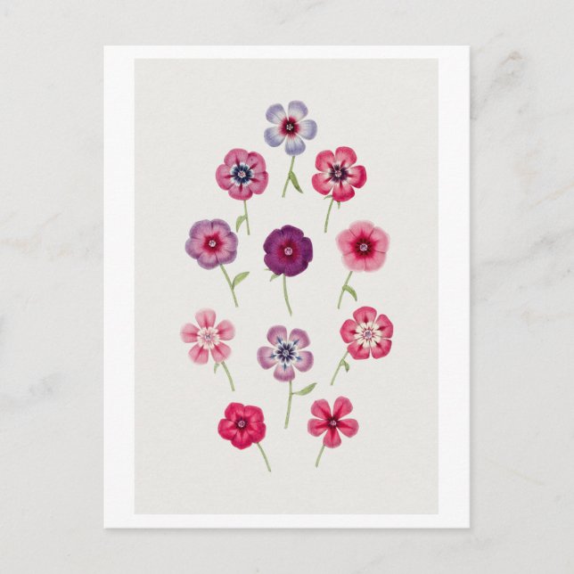 Vintage Phlox Illustration Postcard (Front)