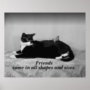 Vintage Photo of Cat and Parakeet Bird, Friends Poster
