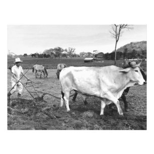 Vintage Photo of Mexican Farmer and Cows Print