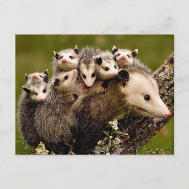 Vintage Photo Postcard (Front)