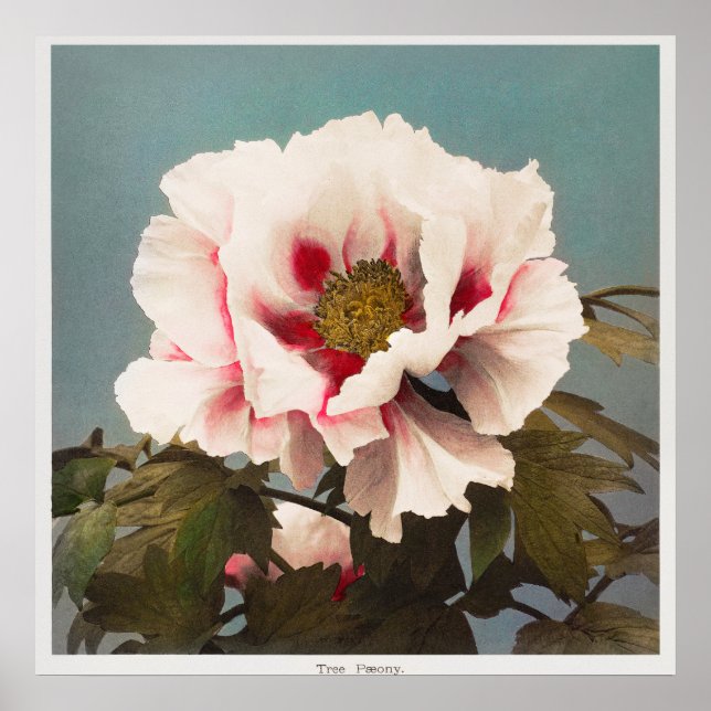 Vintage Photo Poster (Front)