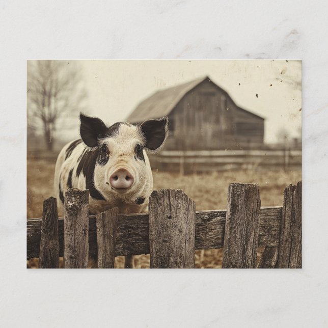Vintage Pig on a Farm Postcard (Front)