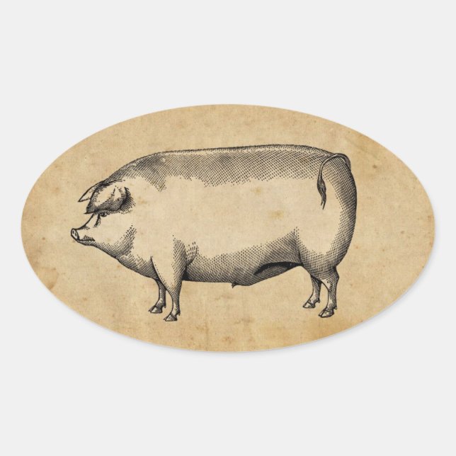 Vintage Pig Sticker (Front)