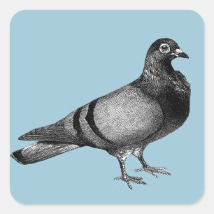 Vintage Pigeon gifts Square Sticker