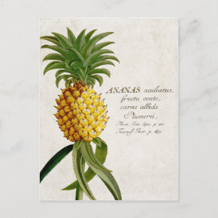 Vintage Pineapple Postcard