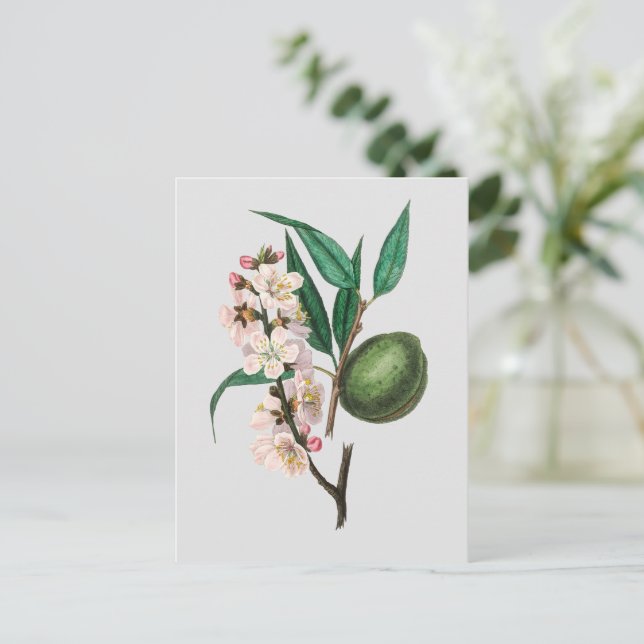 Vintage pink almond flowers prune illustration postcard (Standing Front)