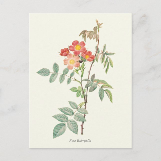 Vintage Pink and Red Roses Botanical Print Postcard (Front)