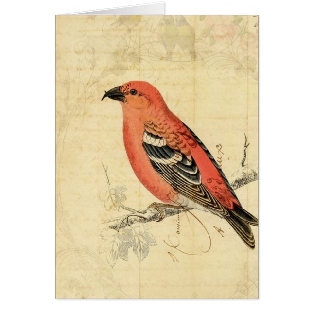Vintage Pink Bird (Front)
