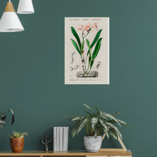 Vintage Pink Cattleya Orchid Botanical Poster