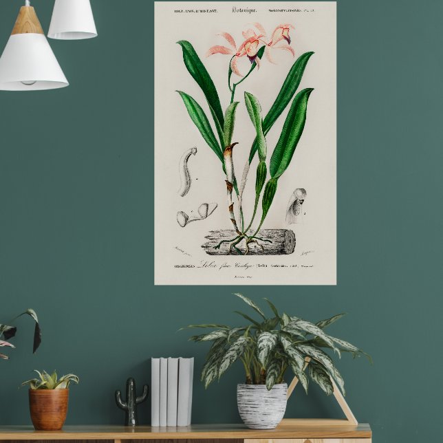 Vintage Pink Cattleya Orchid Botanical Print (Living Room 1)