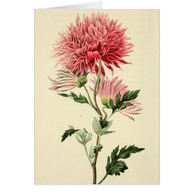 Vintage Pink Chrysanthemum Flower (Front)